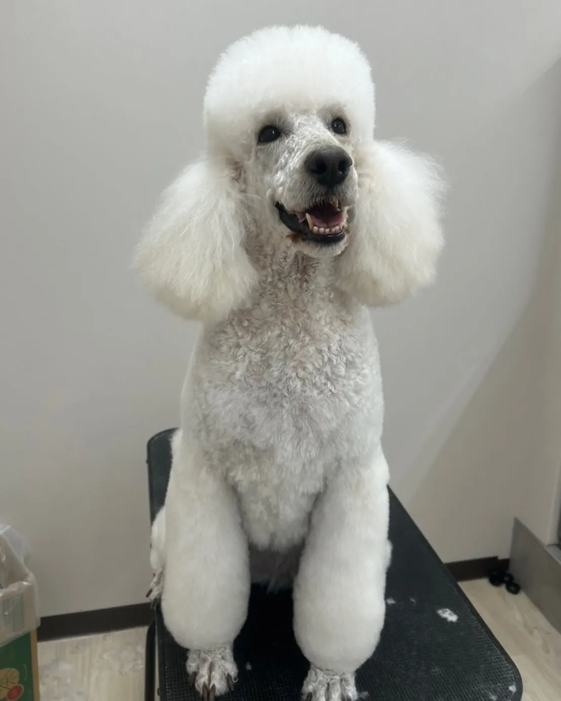 トリマーさん募集します！