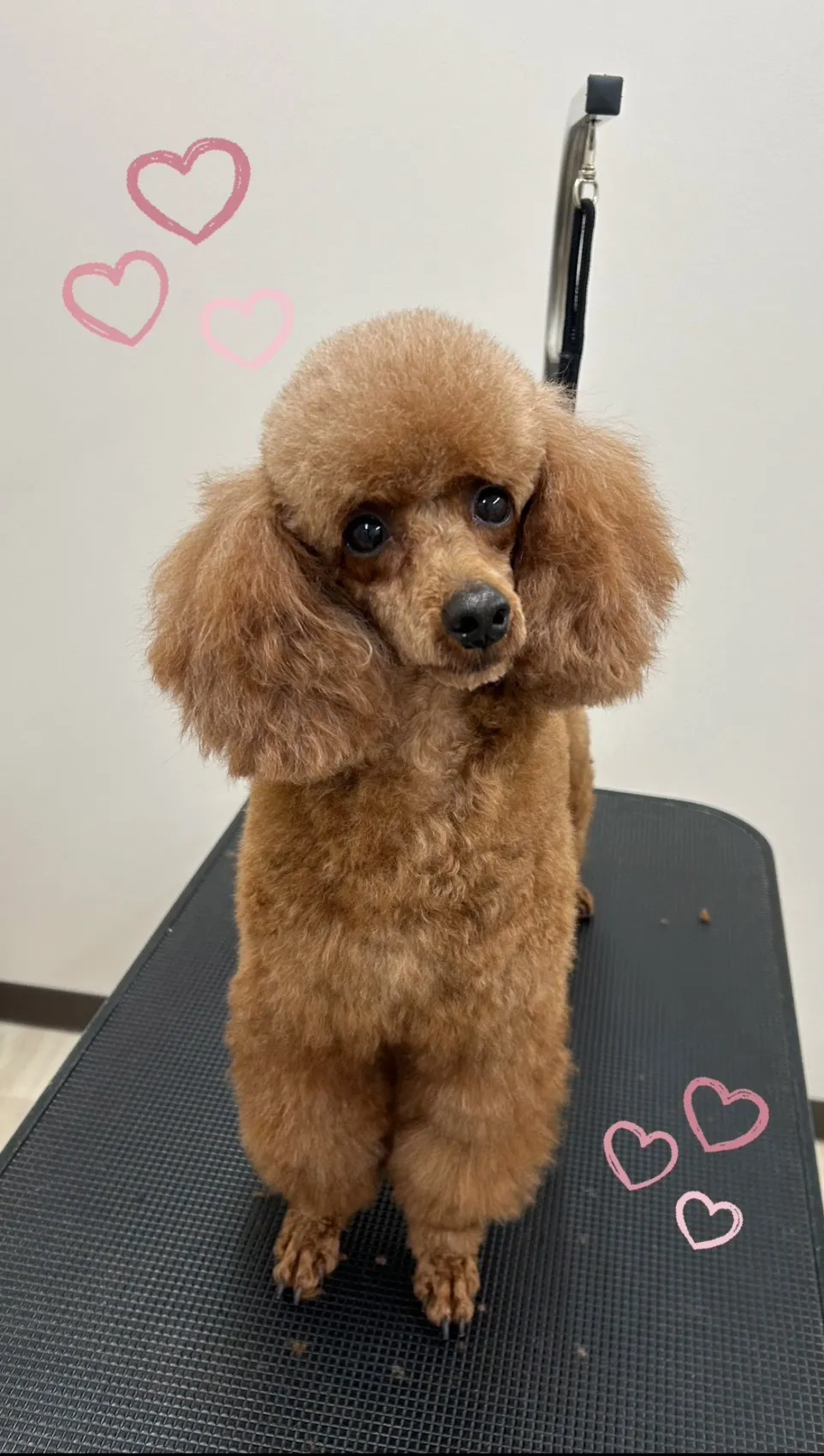 お店ワンコのトリミングしました♪