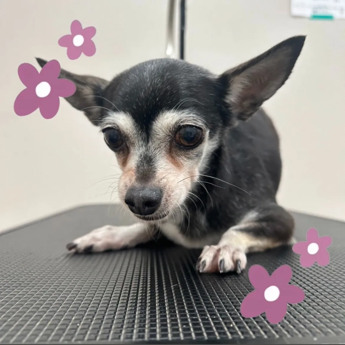 里帰りトリミングでした~♪