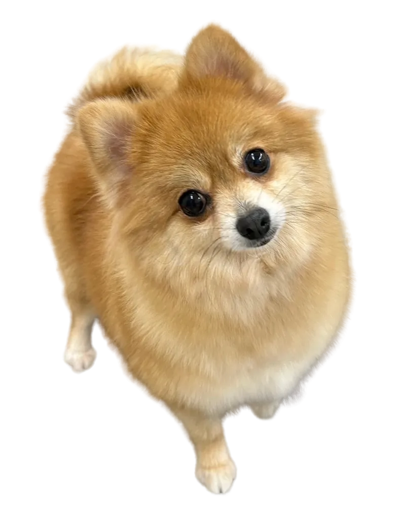 お店の保護犬紹介!第9弾!!