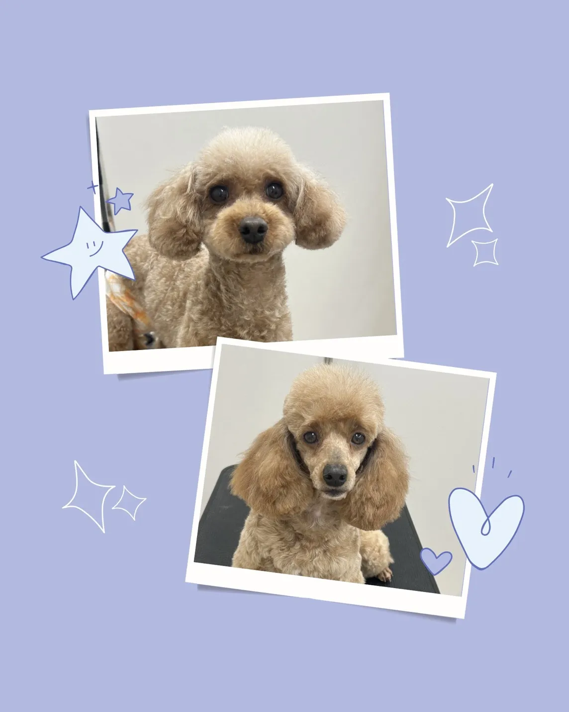 お店わんこのトリミング行いました～♪