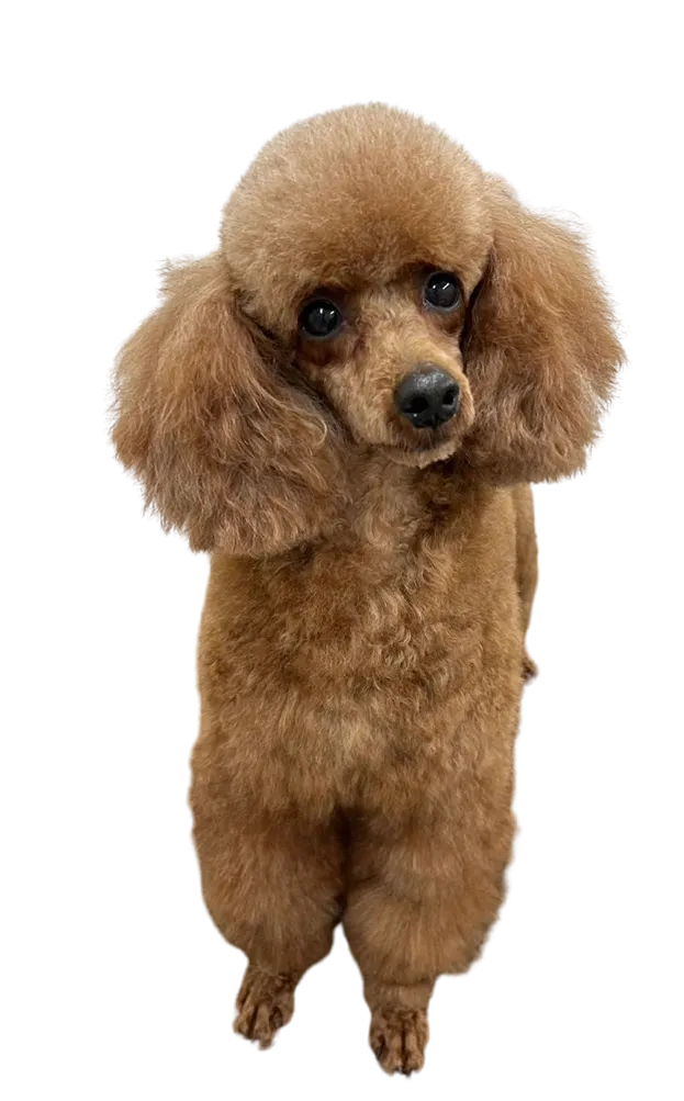 お店の保護犬紹介!第10弾!!