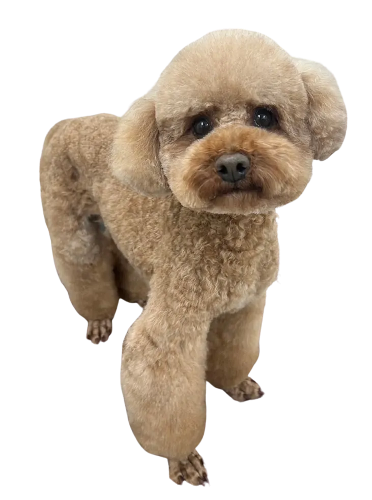 お店の保護犬紹介!第11弾!!