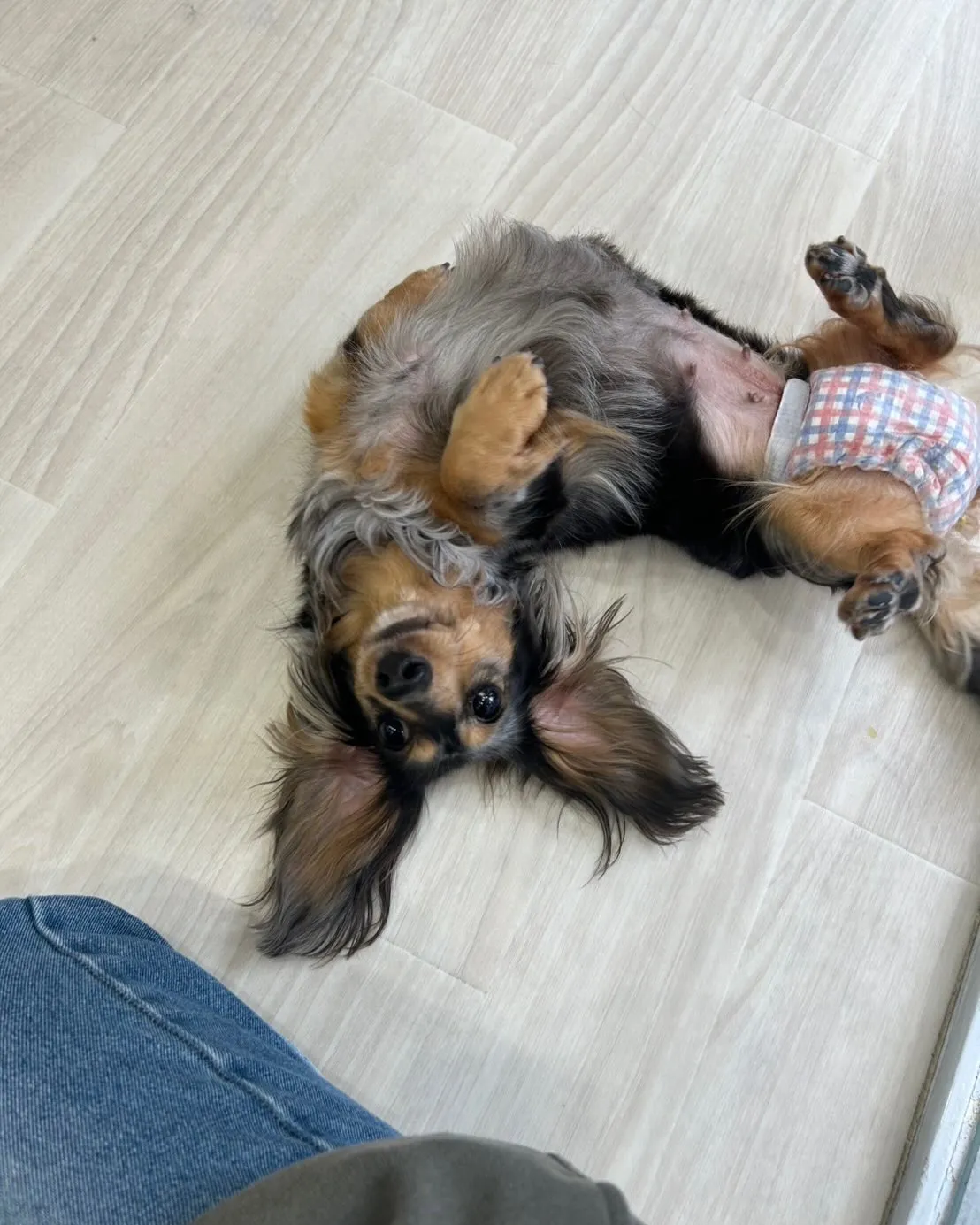 保護活動と福祉事業が合わさったふれあいカフェで