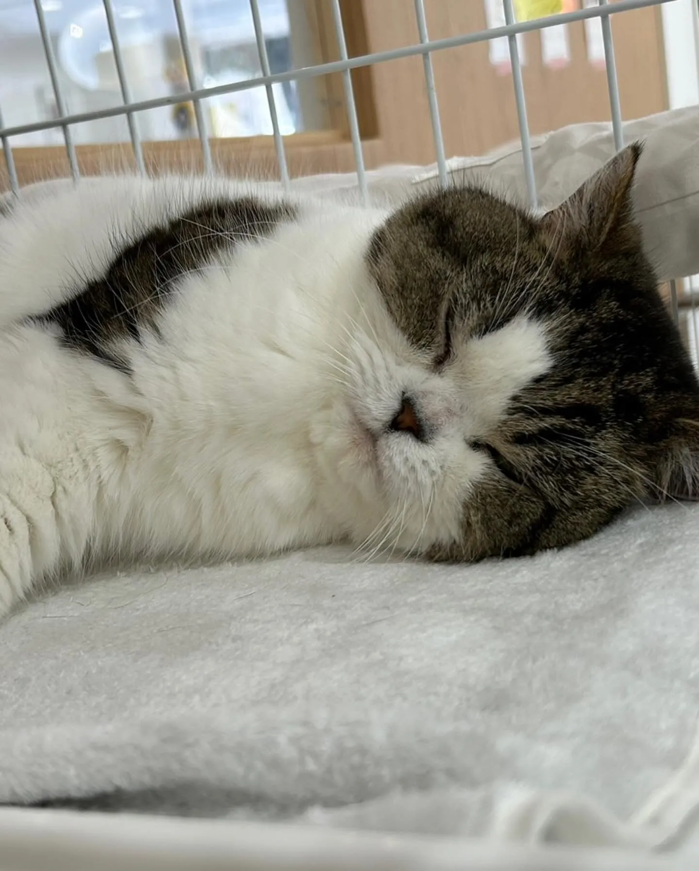 保護活動と福祉事業が合わさったふれあいカフェで