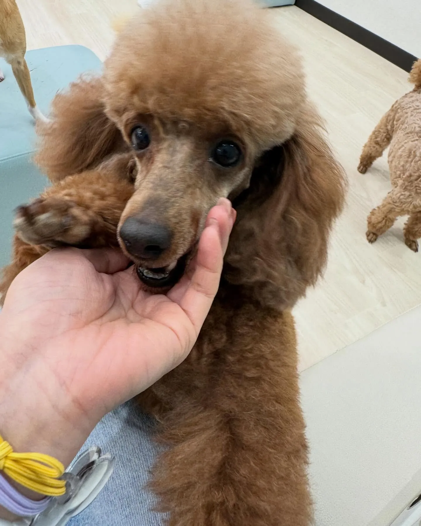 保護活動と福祉事業が合わさったふれあいカフェで