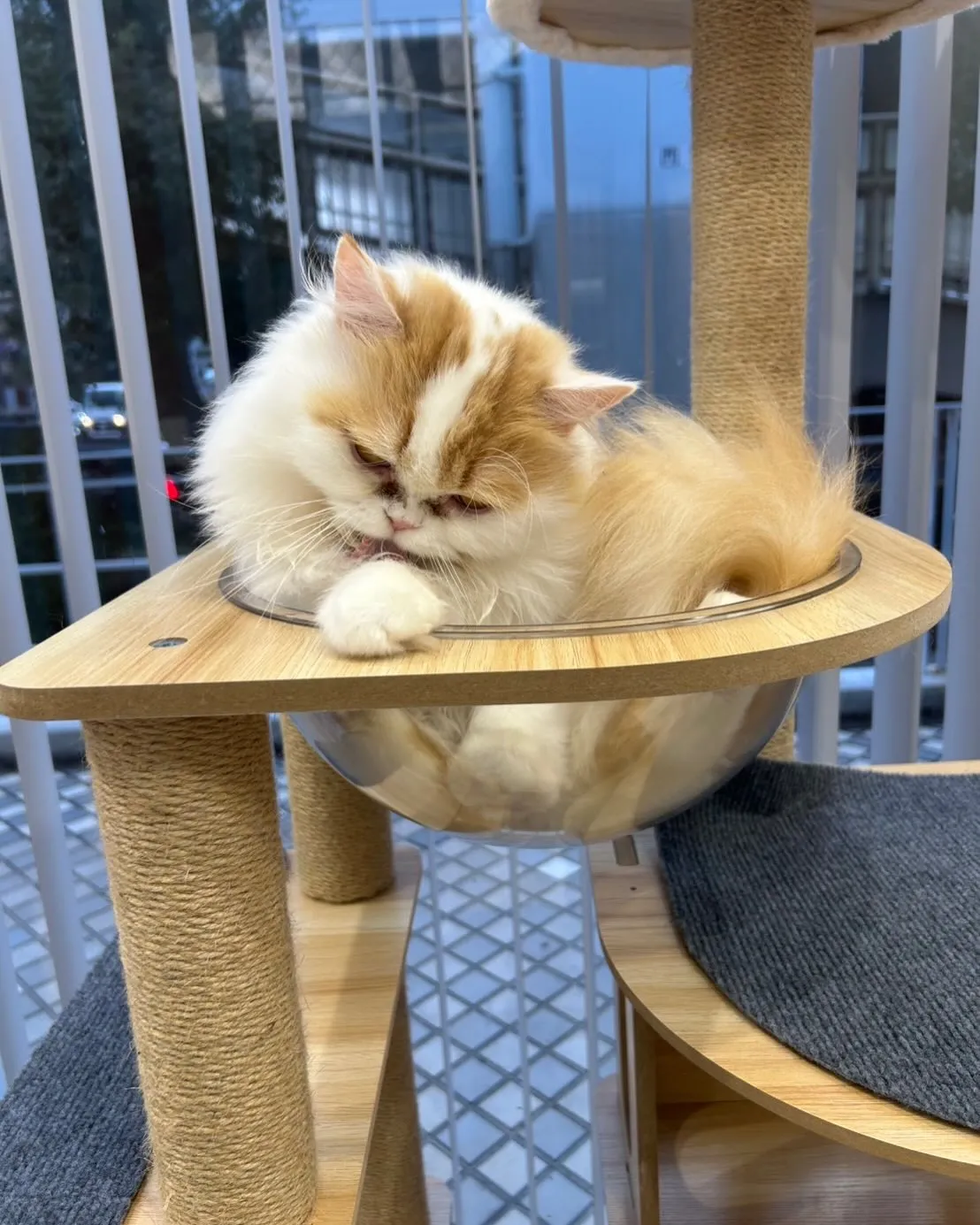 保護活動と福祉事業が合わさったふれあいカフェで