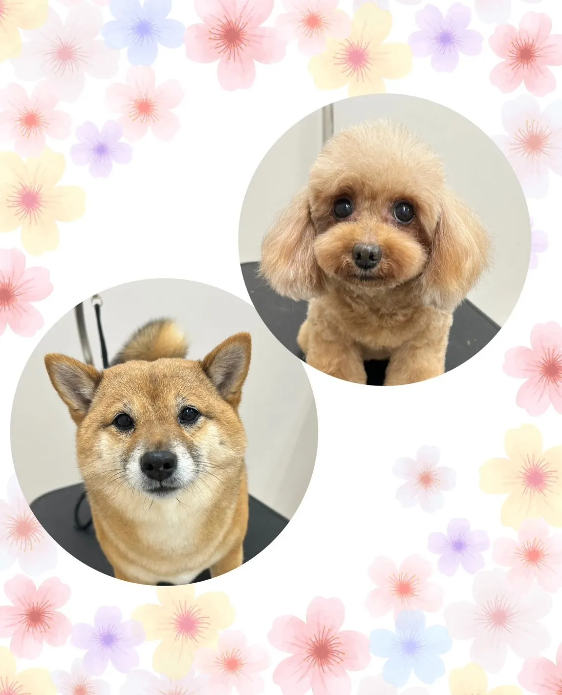 里帰りトリミングでした～♪