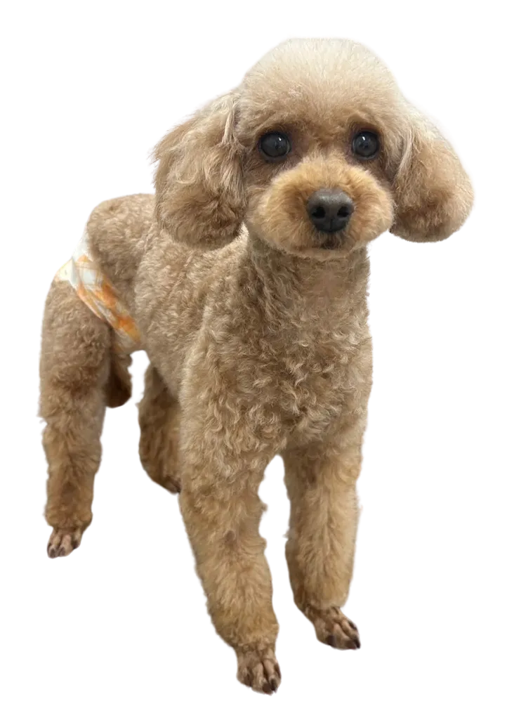 お店の保護犬紹介!第13弾!!