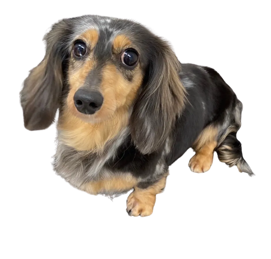 お店の保護犬紹介！第14弾！！