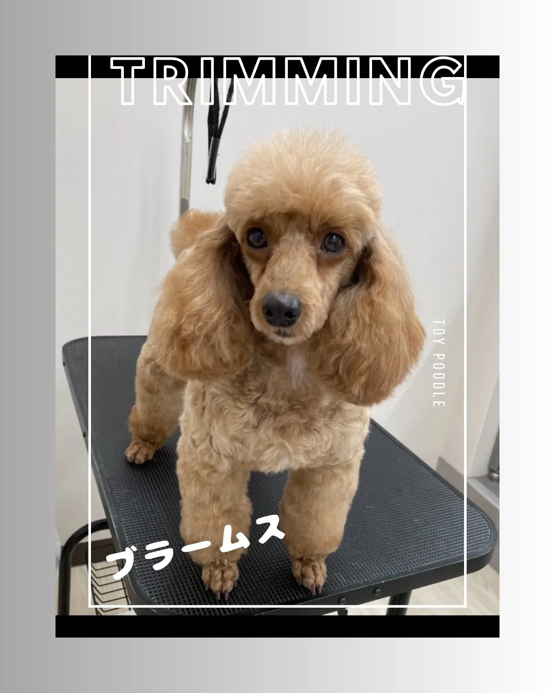 お店わんこのトリミング行いました～♪