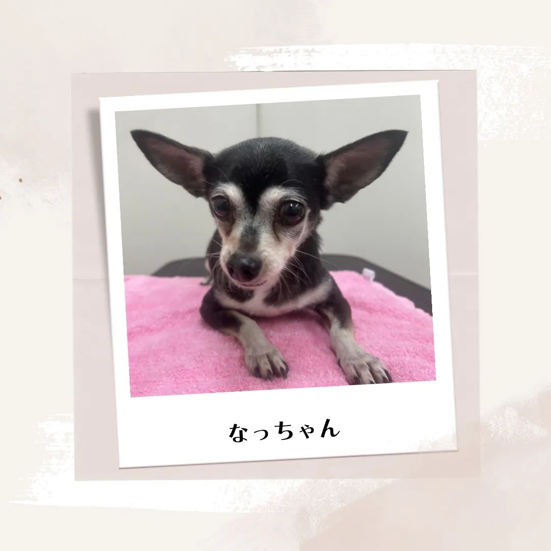 里帰りトリミングでした~♪