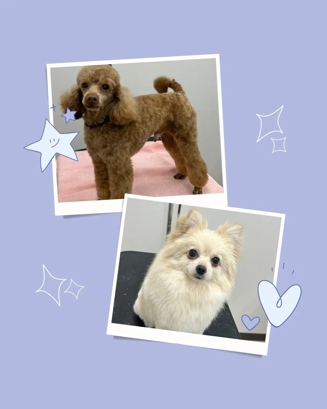 お店わんこのトリミング行いました～♪