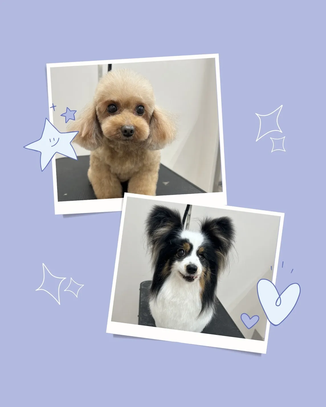 里帰りトリミングでした~♪