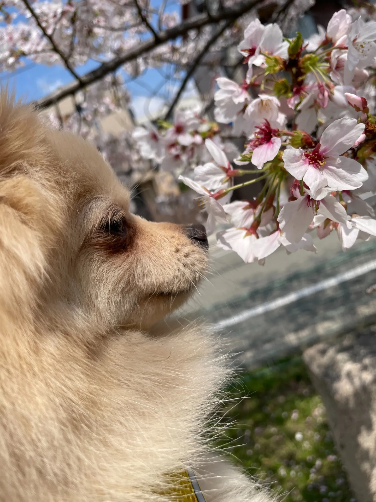 春だー!桜だー!お花見だー!🤗