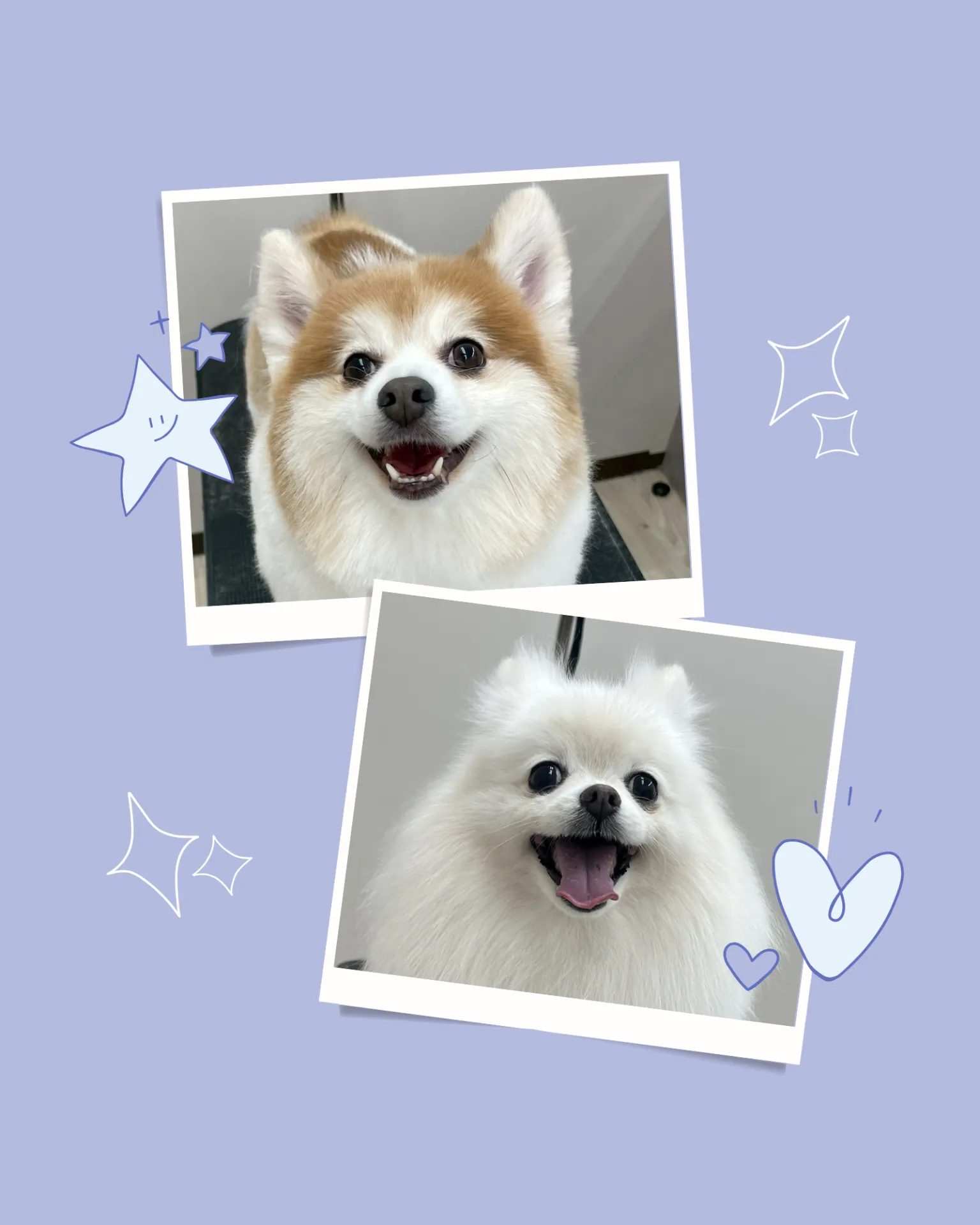 里帰りトリミングでした～♪