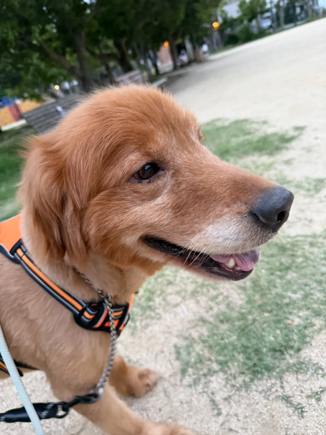 みゃーさんの新しい挑戦🐾