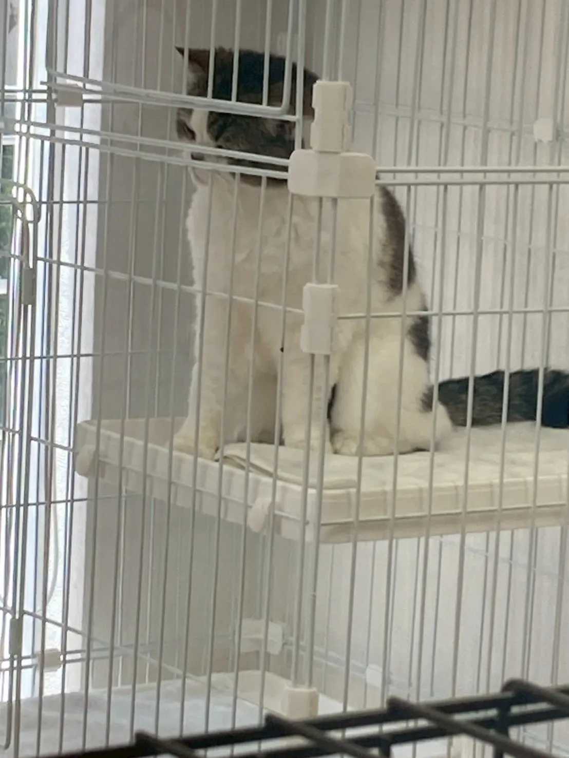 猫アレルギーでも猫推し