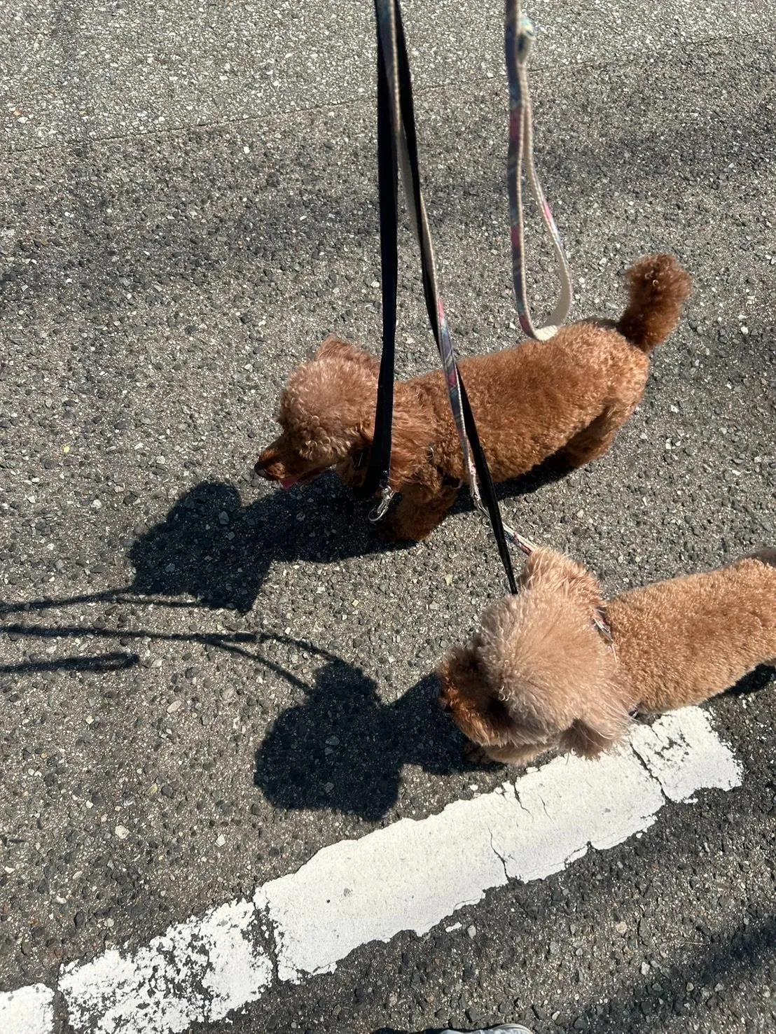 朝散歩行ってきました~!