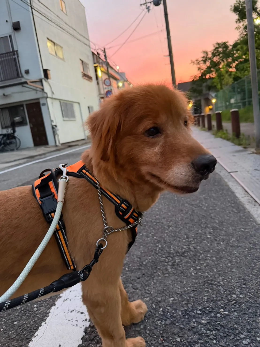 夜のみゃーさんぽ♪