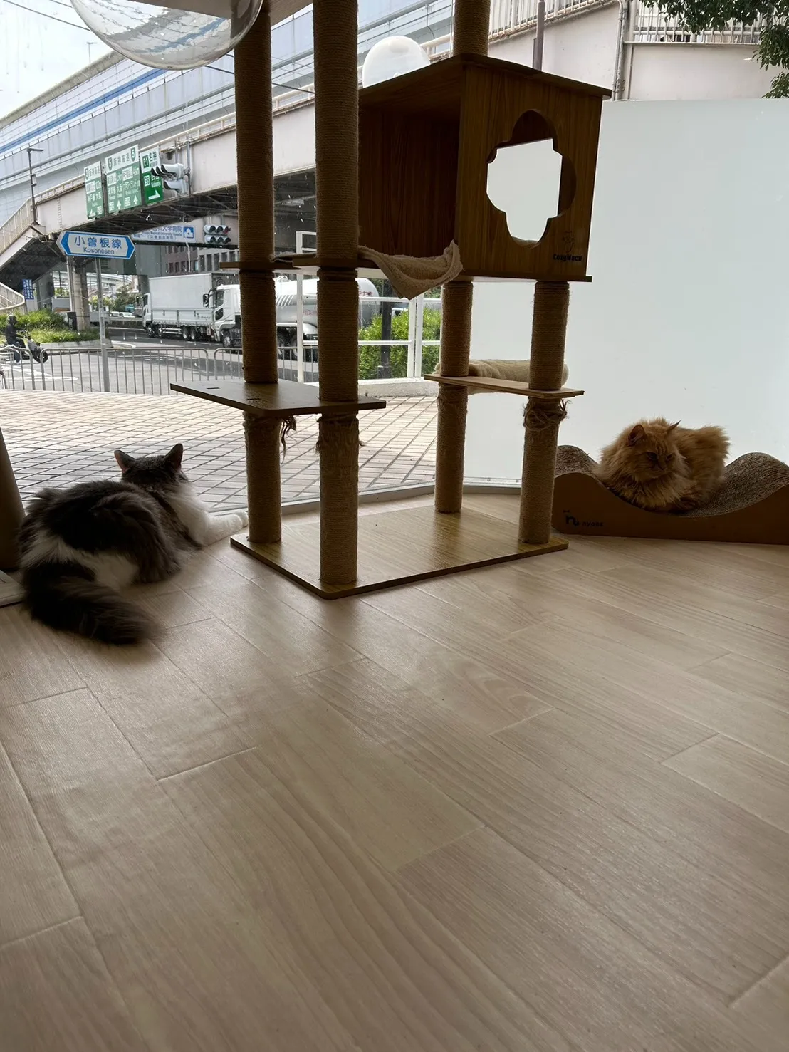 今朝のニャンコ達の様子です～♪