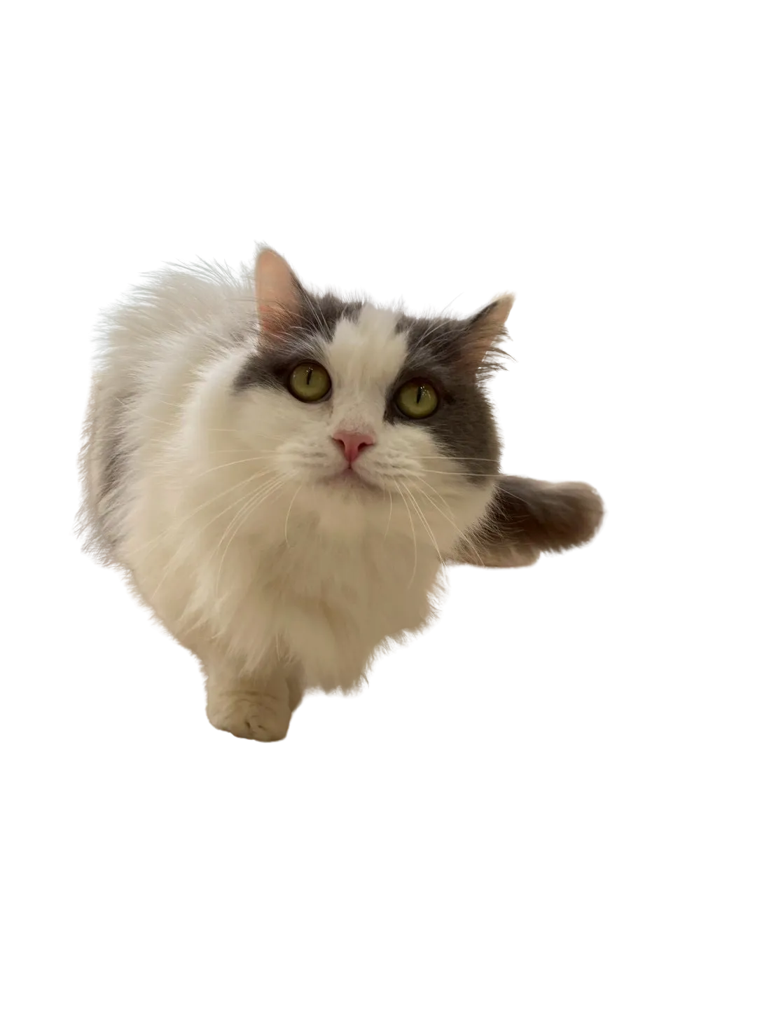 お店の保護猫紹介!第7弾!!