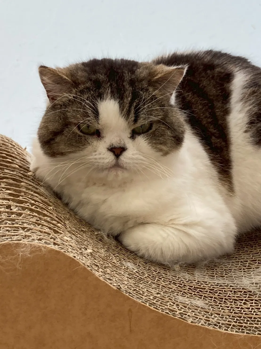 猫を愛し猫に嫌われるサビ管