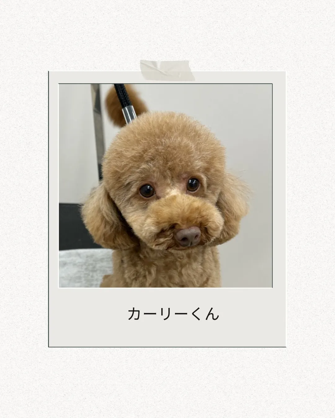 お店わんこのトリミング行いました～♪