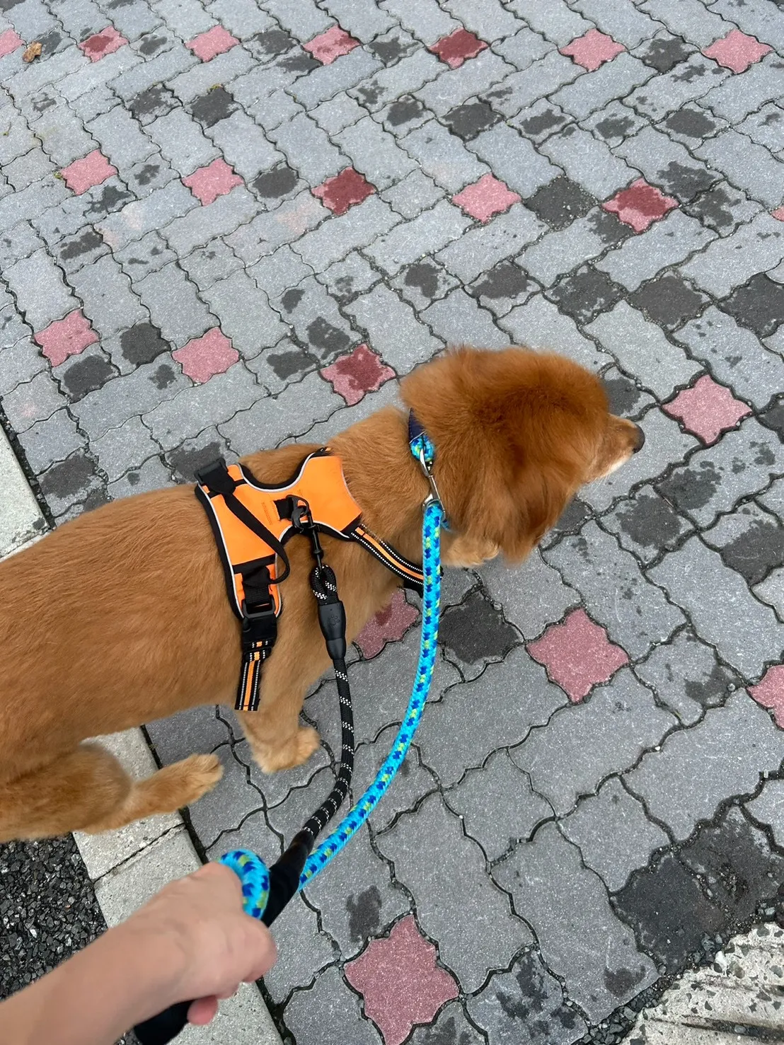 朝散歩行ってきました～♪