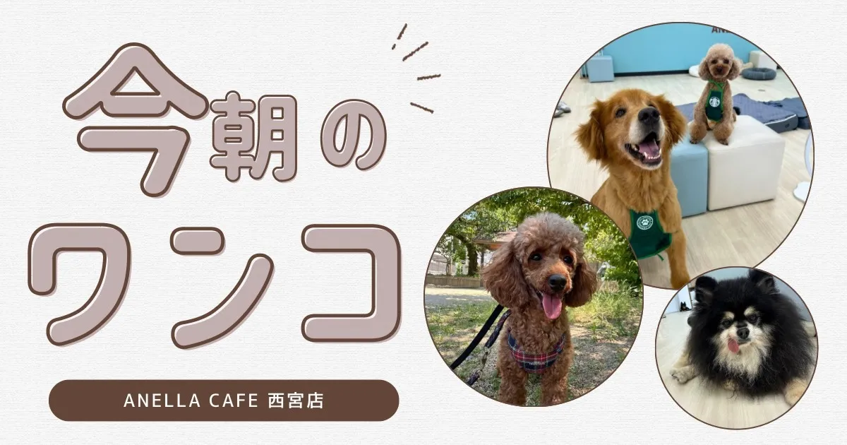 今朝のワンコの様子です♪