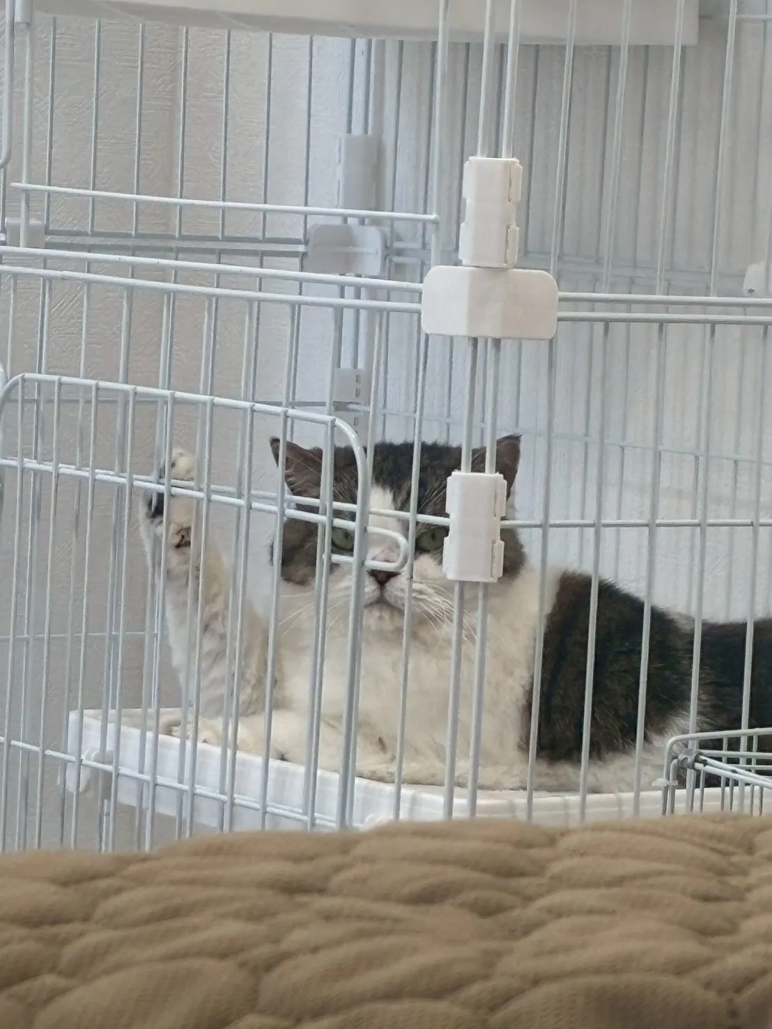 招き猫・・・を目指して