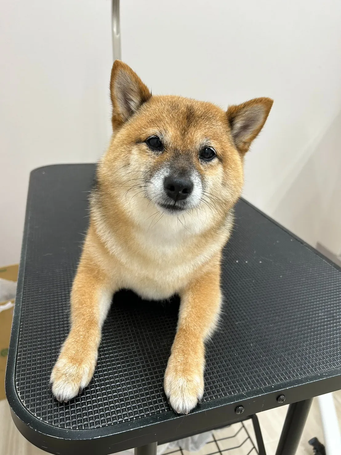 里帰り♪