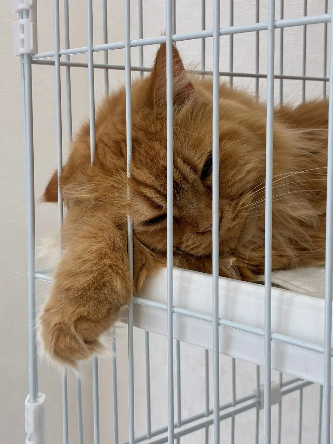 猫を愛し猫にそっぽ向かれ猫の毛に襲われるサビ管