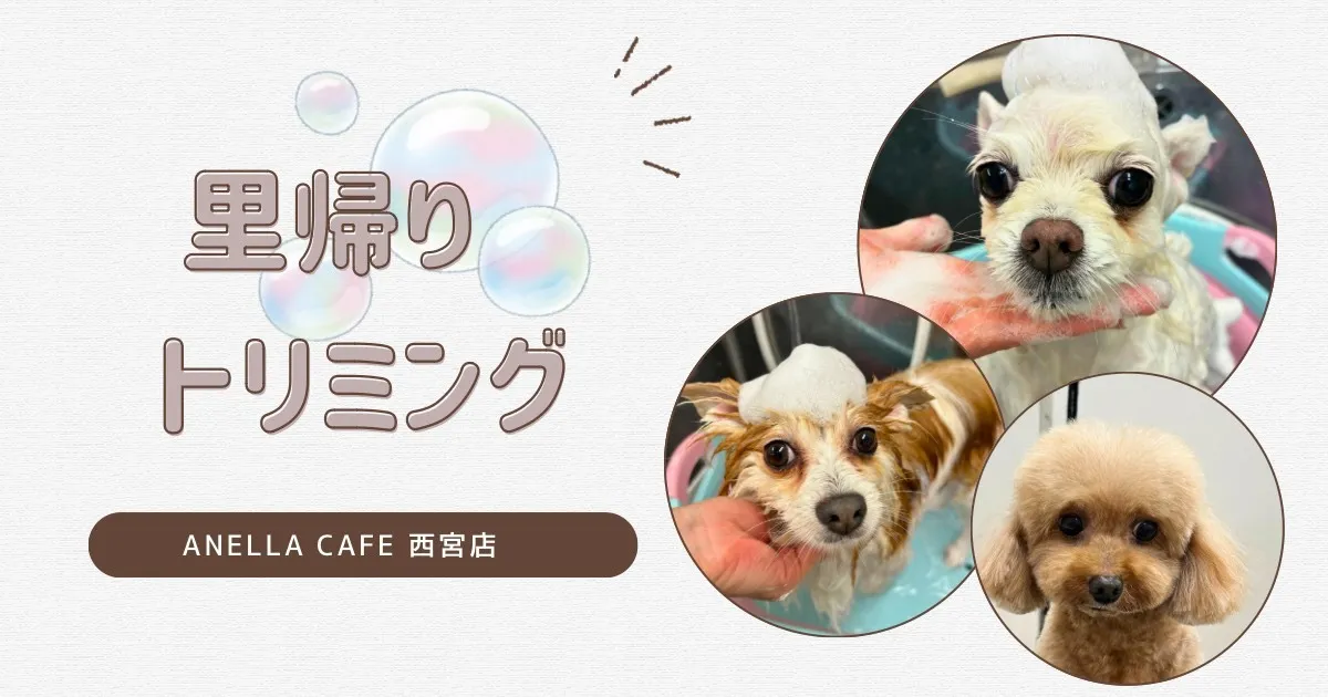 里帰りトリミングでした～♪