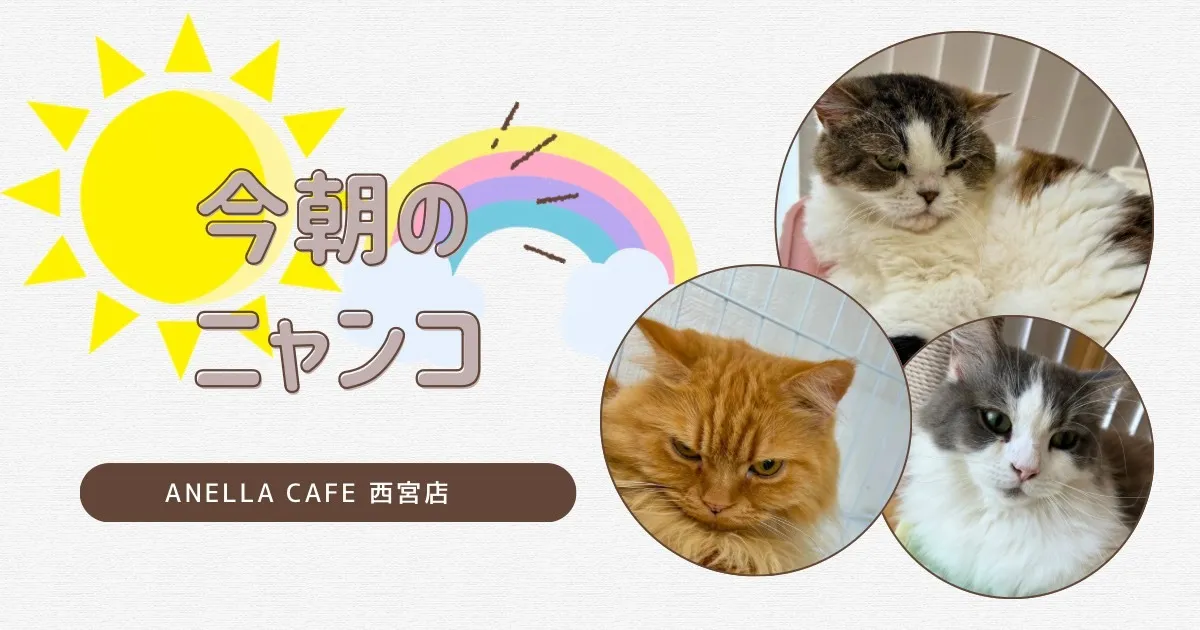今朝のニャンコ達の様子です～♪