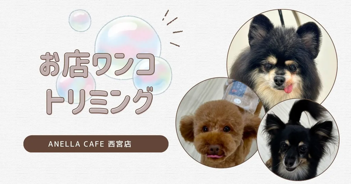 お店わんこのトリミング行いました~♪