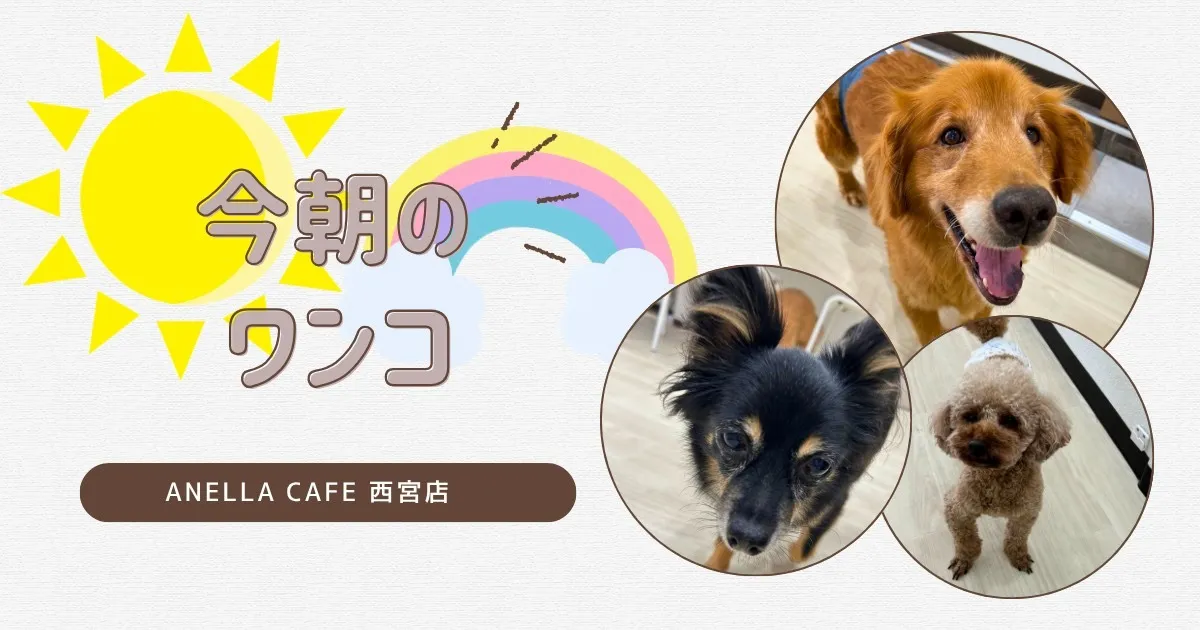 今朝のワンコ達です♪