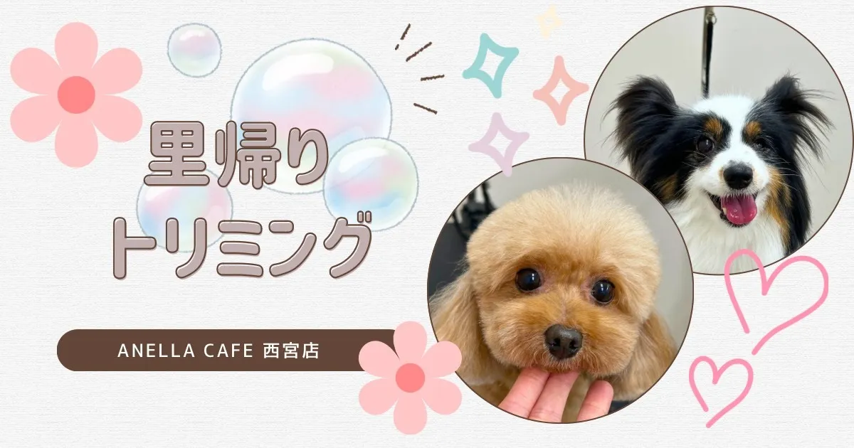 里帰りトリミングでした～♪