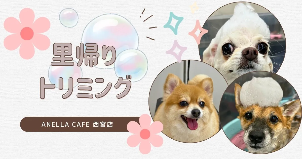 里帰りトリミングでした~♪