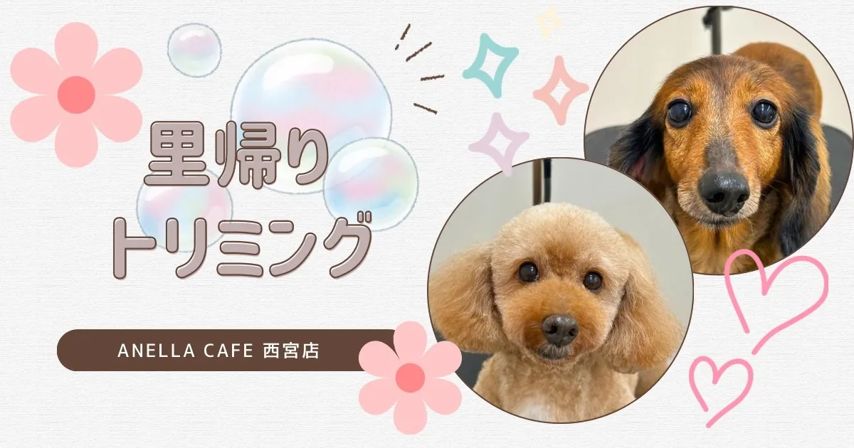 里帰りトリミングでした～♪
