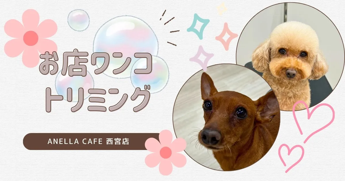 お店わんこのトリミング行いました～♪