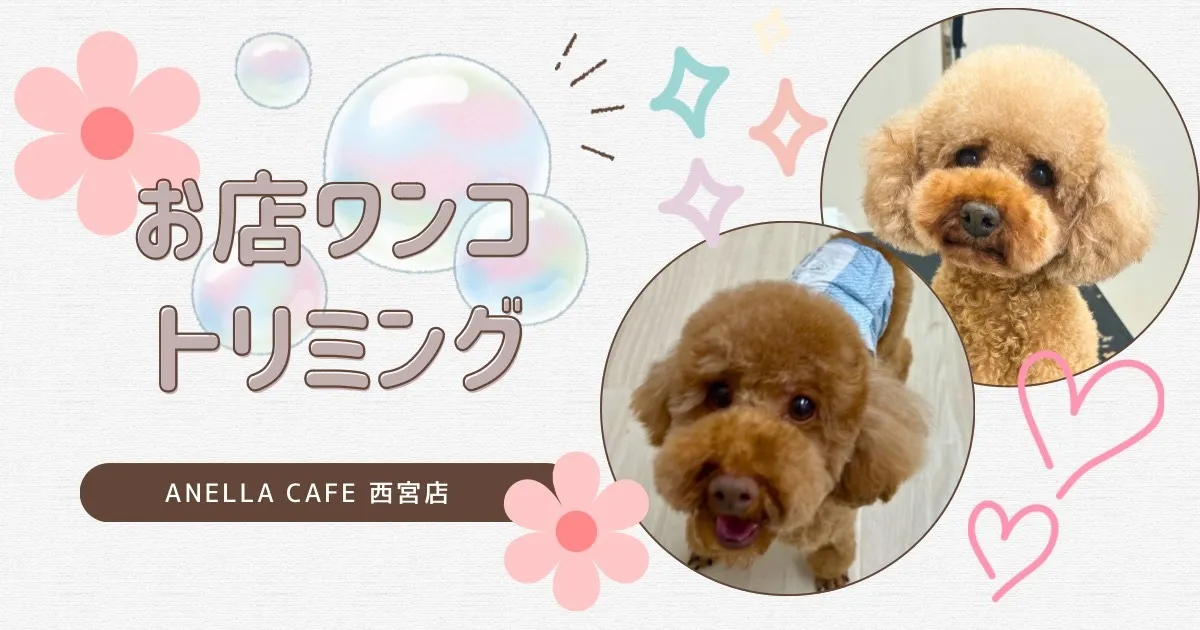お店わんこのトリミング行いました~♪