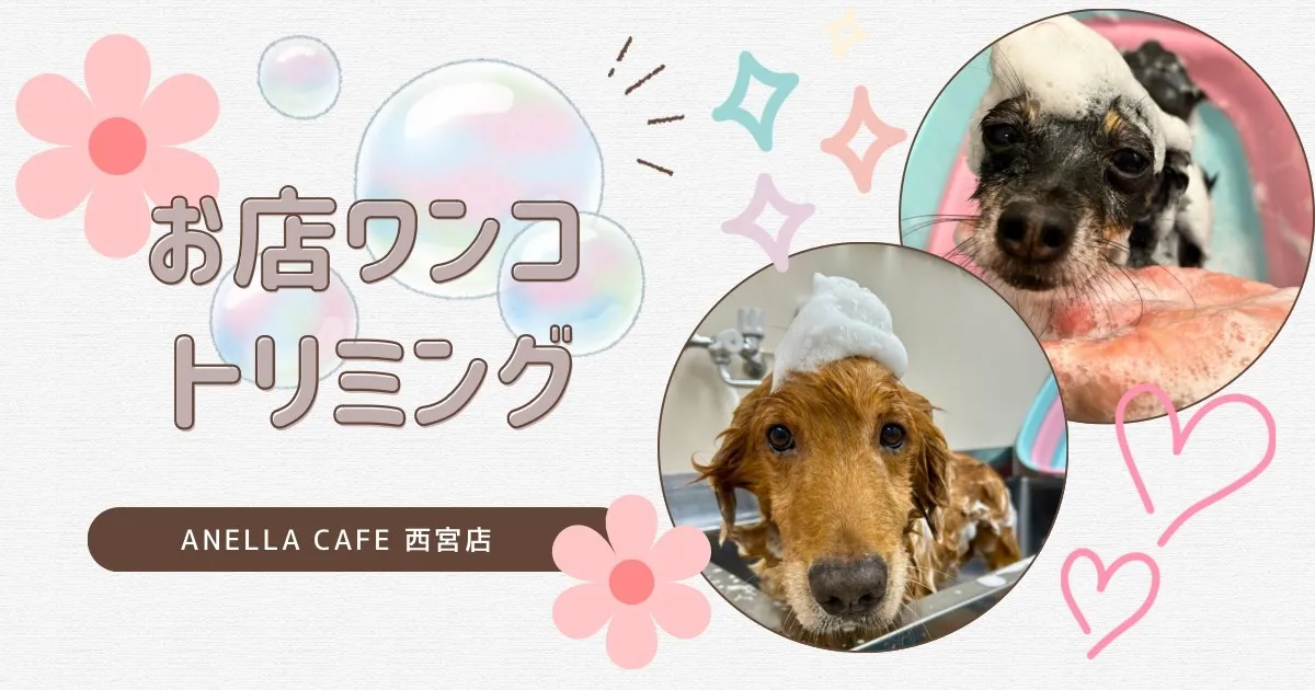 お店ワンコのトリミングしました♪