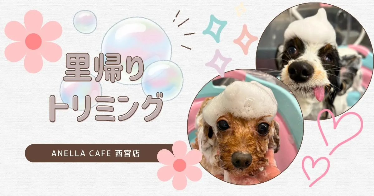 里帰りトリミングでした～♪
