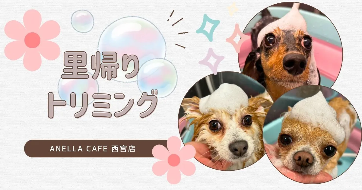 里帰りトリミングでした～♪