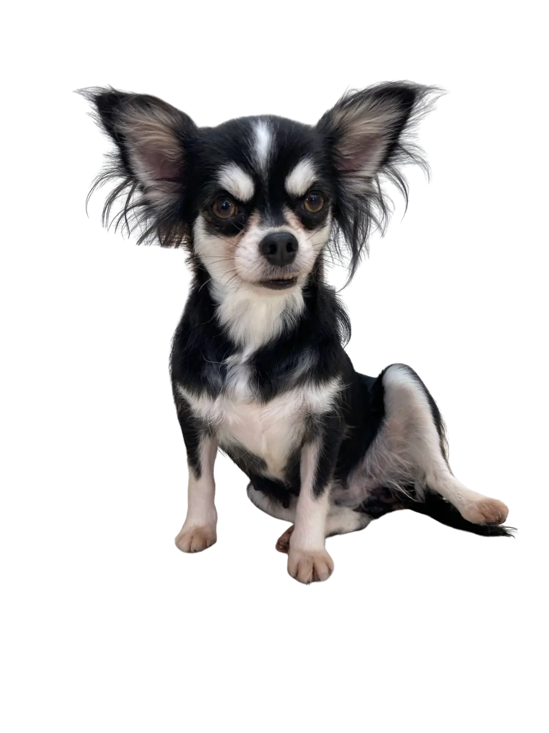 お店の保護犬紹介第18弾！