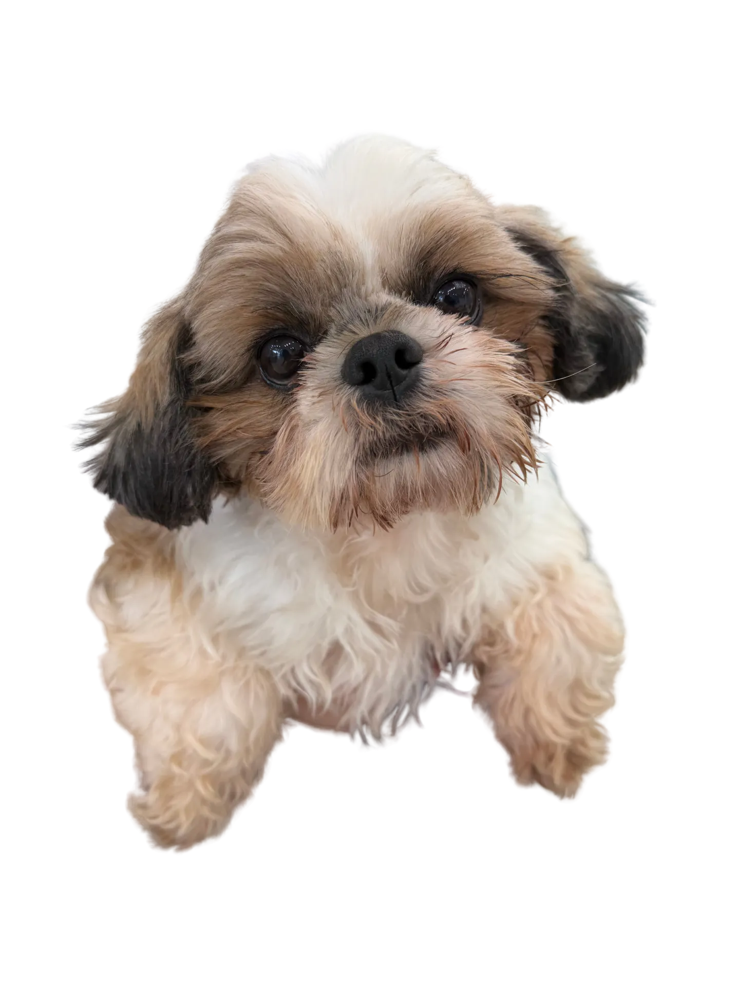 お店の保護犬紹介第19弾！