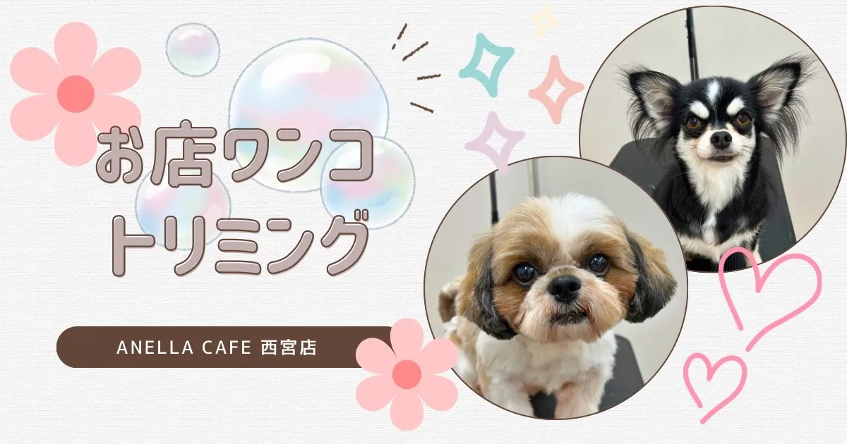 お店ワンコのトリミングしました♪