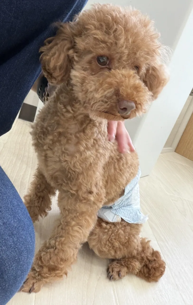 急成長のカーリー🐾✨
