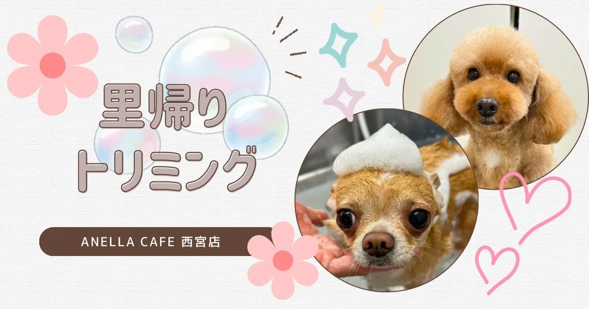 里帰りトリミングでした～♪
